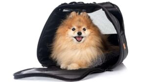 Bolsa Para Transporte De Pet