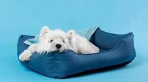 Cama Pet London