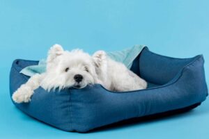 Cama Pet London