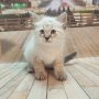 veterinario-show-banho-e-tosa-bc-sc